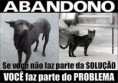 /album/c%c3%a3es-e-gatos/abandono-1-jpg/